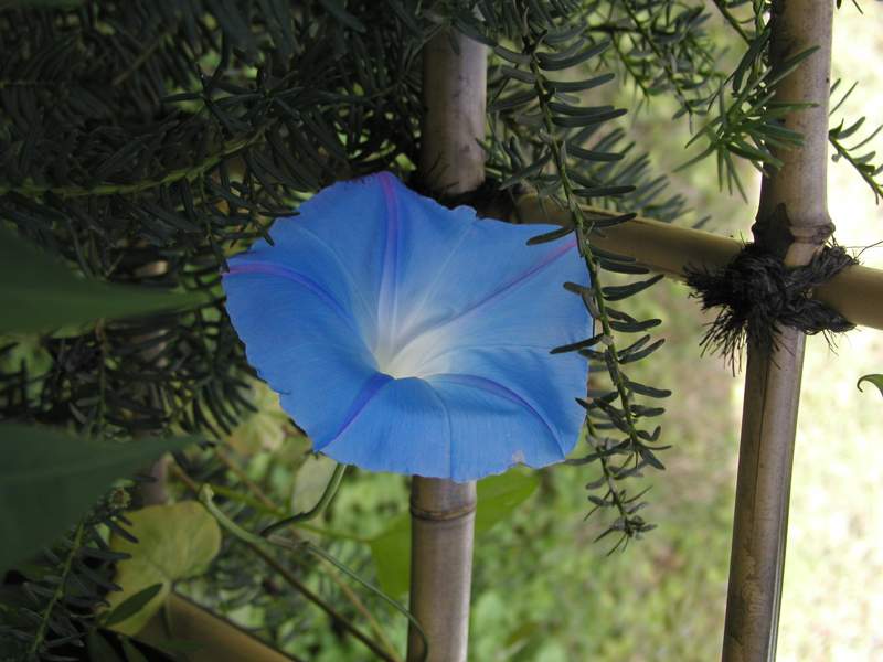 アサガオ・ヘブンリー・ブルー